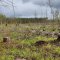 В 2022 году следователями региона возбуждено 95 уголовных дел  по фактам незаконной рубки лесных насаждений
